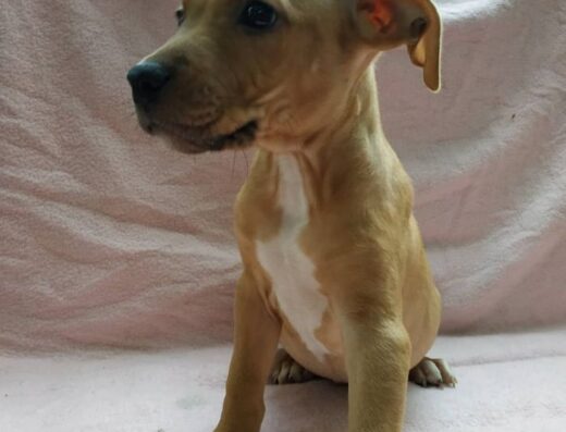 Пітбуль: Чистокровні красені від добрих батьків