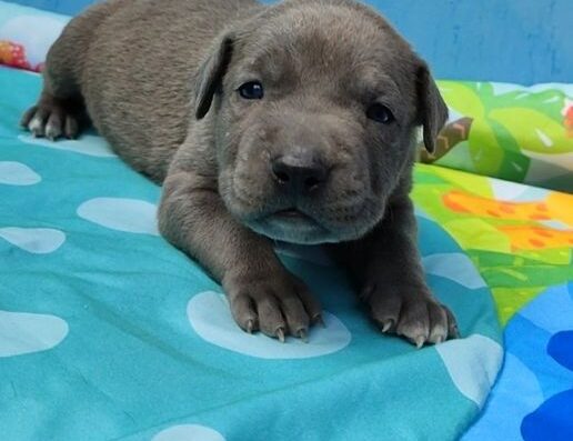 Американський піт-бультер’єр: Міцний хлопчик від великих батьків