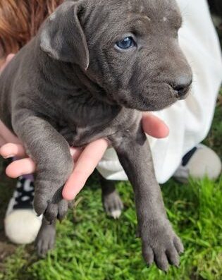 Американський піт-бультер’єр: Чистокровні малюки сірого та чорного забарвлення