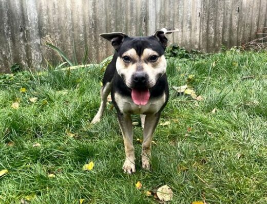 Американський піт-бультер’єр: Молодий активний кобель для спорту та життя