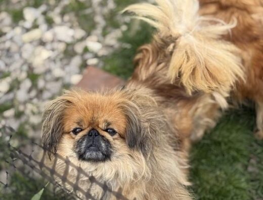 Королівський Пекінес: Весела та чемна доросла дівчинка