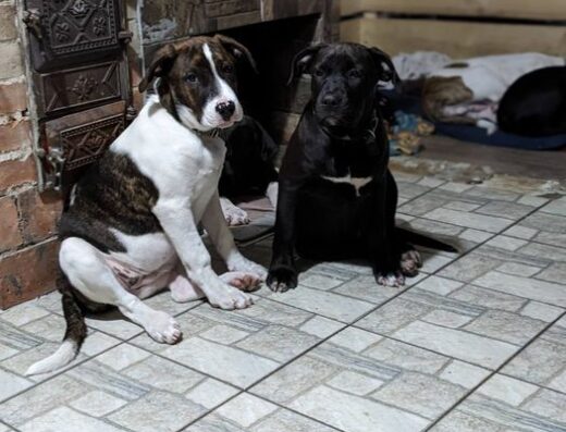 Американський піт-бультер’єр: Дві дівчинки у добру родину