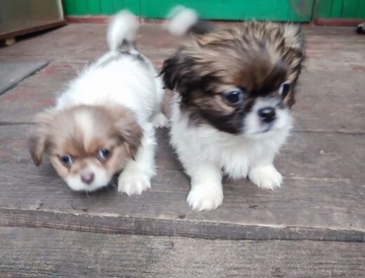 Карликовий Пекінес: Породисті та грайливі малюки