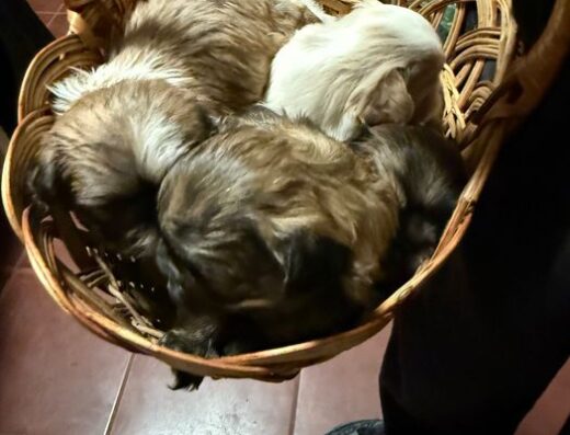 Пекінес: Милі малюки чекають на господарів