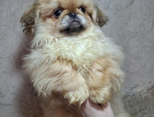 Пекінес: Чарівні хлопчики з ветеринарним паспортом