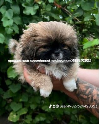 Королівський Пекінес: Гарні та викохані малюки