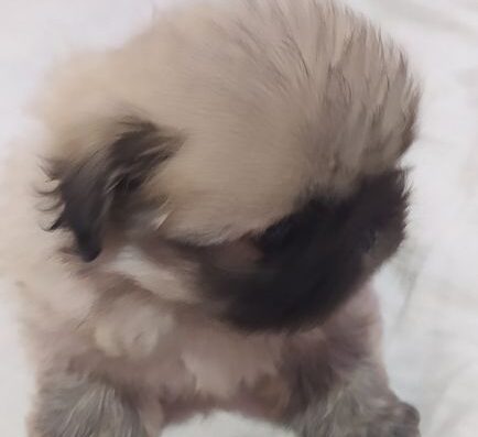 Пекінес: Чарівні хлопчики та дівчатка