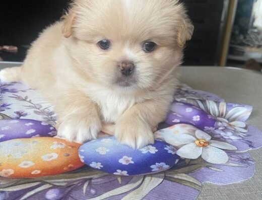 Пекінес: Милі та грайливі малюки