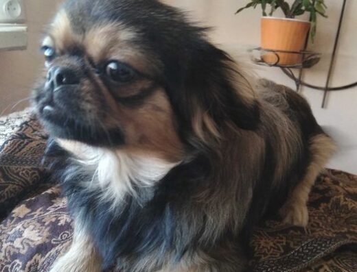 Королівський Пекінес: Малюки з повним курсом щеплень та паспортом