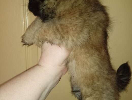 Пекінес: Мініатюрна руденька дівчинка