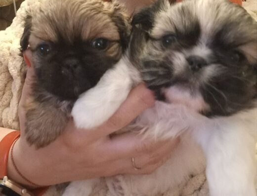 Пекінес: Чистокровні дівчатка в люблячі сім’ї