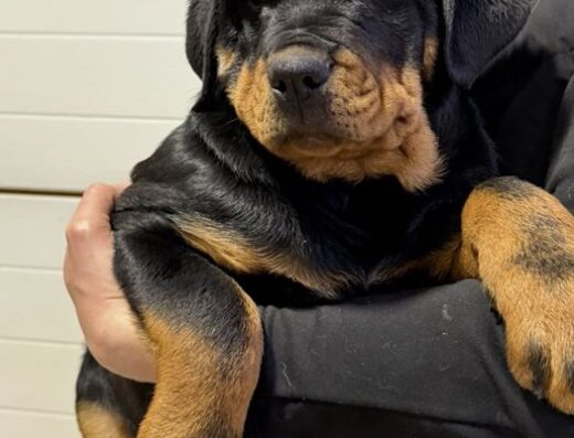 Ротвейлер: Дівчинка від батьків-чемпіонів