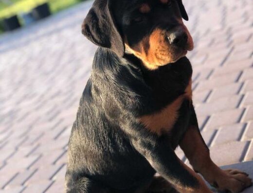 Ротвейлер: Дівчинка з родоводом чемпіонів