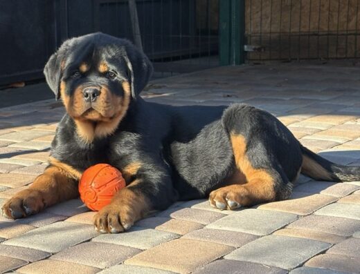 Ротвейлер: Неймовірні чистокровні дітки з розплідника