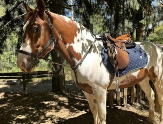 Конна база Драгалевци „Хан Аспарух“
