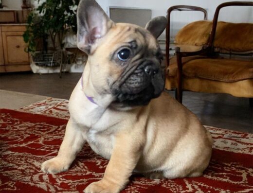 Неймовірні Французики: Породні малюки з офіційного розплідника