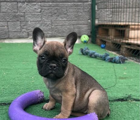 Міні Французький Бульдог: Малюки в окрасах соболь, блакитно-палевий та чорний