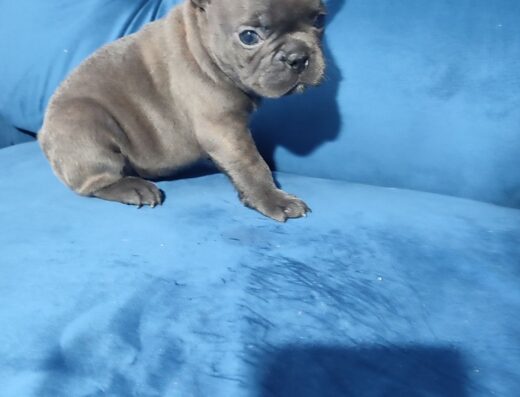 Дівчинка Французького Бульдога: Весела та позитивна антидепресант