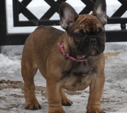Дівчинка Французького Бульдога: Шкураста та перспективна красуня