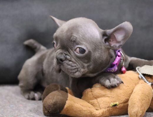 Хлопчик Французького Бульдога: Блакитний красень