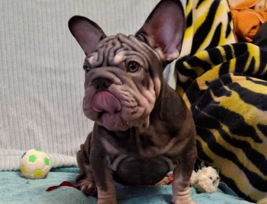 Хлопчики та дівчатка Французького Бульдога: Біг-роп та кольорові малюки