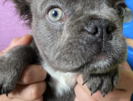 Дівчинка Французького Бульдога: Блакитна пухнаста красуня