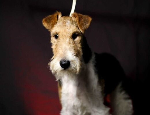 Хлопчик Жорсткошерстого Фокстер’єра: Кмітливий мисливець та вірний компаньйон