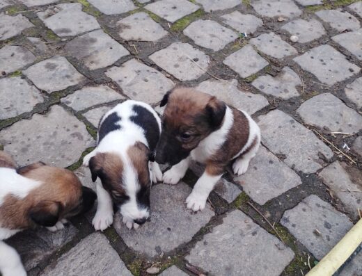 Малюки Гладкошерстого Фокстер’єра: Нащадки робочих батьків