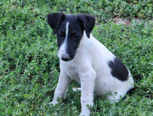 Хлопчики Жорсткошерстого Фокстер’єра: Чистокровні красені