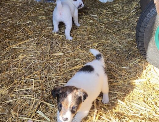 Хлопчики та дівчатка Фокстер’єра: Грайливі малюки