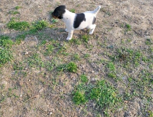 Хлопчик Гладкошерстого Фокстер’єра: Малюк готовий до переїзду