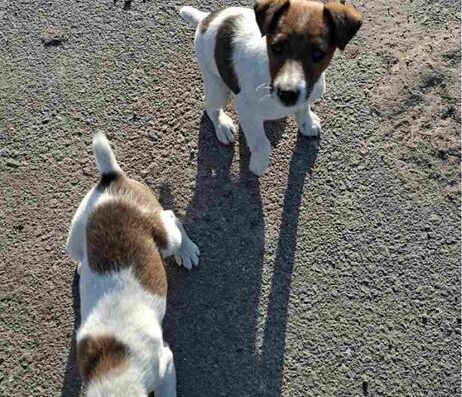 Хлопчик та дівчинка Фокстер’єра: Чистокровні та грайливі малюки