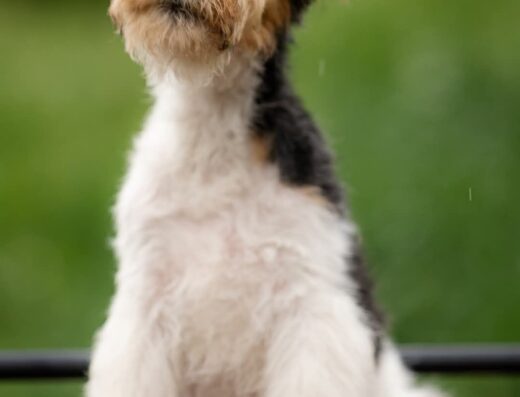 Малюки Жорсткошерстого Фокстер’єра: Прекрасні цуценята від батьків-чемпіонів