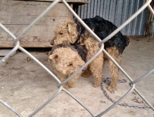 Хлопчик Вельштер’єра: Нащадок робочих батьків