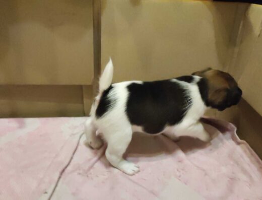 Хлопчики Гладкошерстого Фокстер’єра: Нащадки робочих батьків