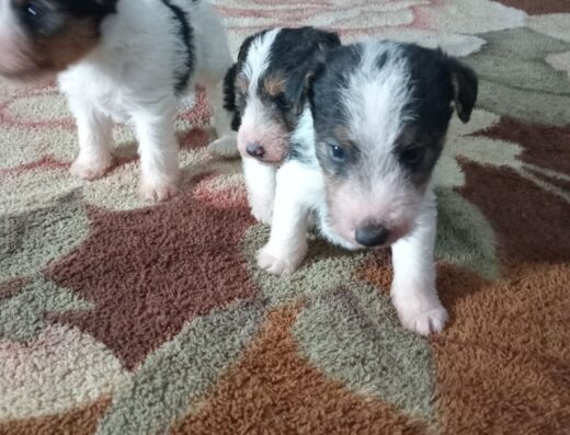 Хлопчики та дівчатка Жорсткошерстого Фокстер’єра: Нащадки мисливців