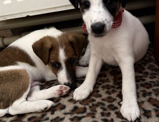 Хлопчик та дівчинка Гладкошерстого Фокстер’єра: Активні та доглянуті малюки