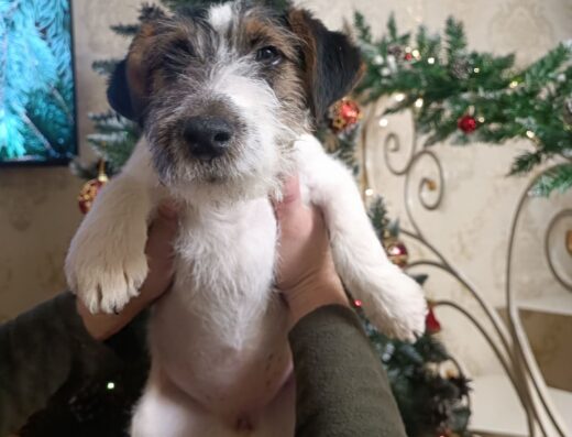 Хлопчик та дівчинка Жорсткошерстого Фокстер’єра: Красиві та виховані малюки