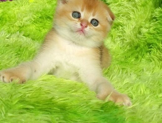 Ручні малюки. Кошенята золотої шиншили.