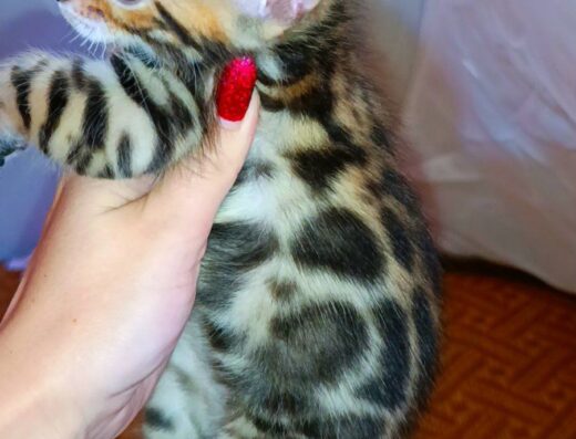 Дуже активні й рухливі, а ще вони дуже люблять водні процедури,