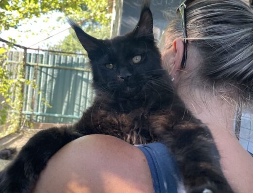 Мейн-кунята кошенята