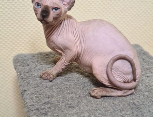 Канадський сфінкс