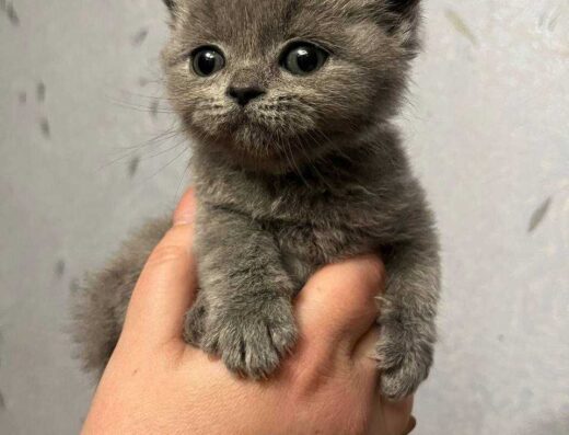 Шотландські кошенята. Є доставка у Дніпро.