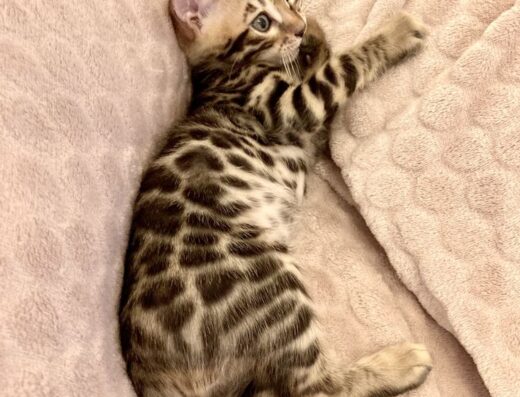 Чудові бенгальські кошенята