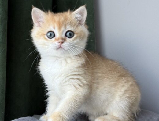 Кошенята британської породи «золота шиншила»