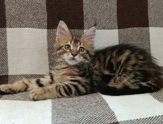 Класнючi maine coon кошенята