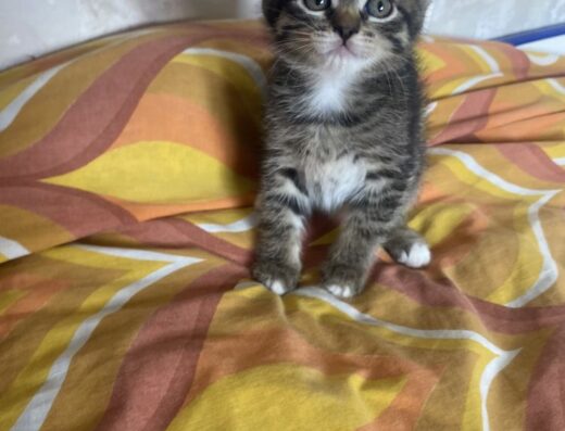 Радість у дім до діток