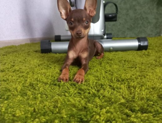 Хлопчик Той-тер’єра: Шоколадний чистокровний красень