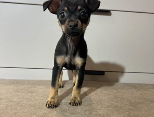 Дівчинка Той-тер’єра: Мікро лялька в сучасному типі