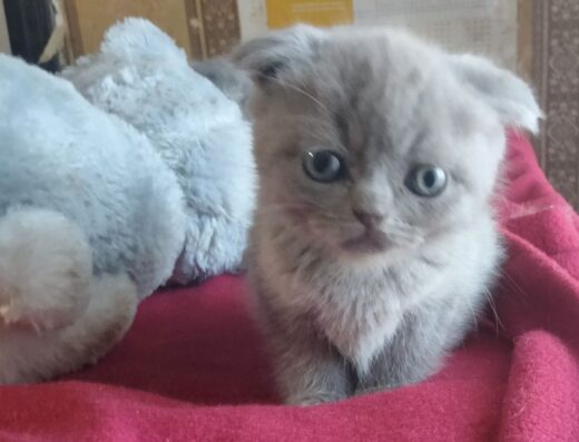 Хлопчик породи шотландський скоттіш фолд